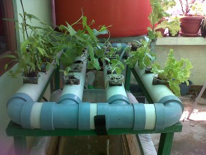 cara menanam cabe