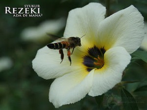 2923018509_c5f96a6c95_z