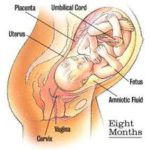 inseminasi buatan