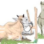 Binatang Yang Diperbolehkan Untuk Qurban
