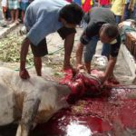 qurban