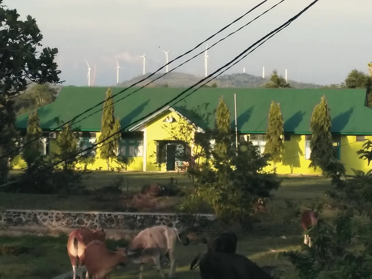 Gedung pesantren beratap hijau di antara pepohonan cemara, dengan sapi merumput di depan dan turbin angin di punggung bukit